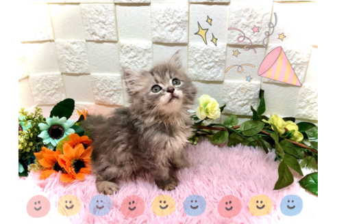 成約済の埼玉県のスコティッシュフォールド-35491の4枚目